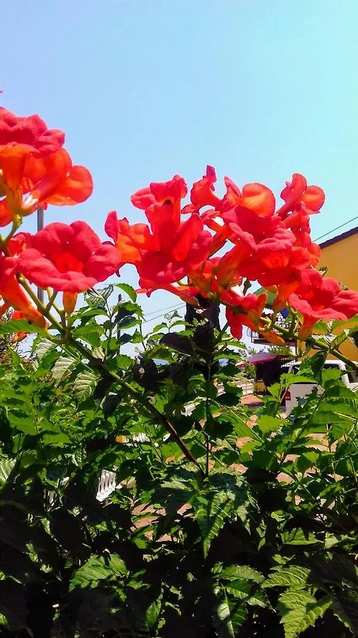 Apartments Tonka Frankovic Moscenicka Draga Guest house